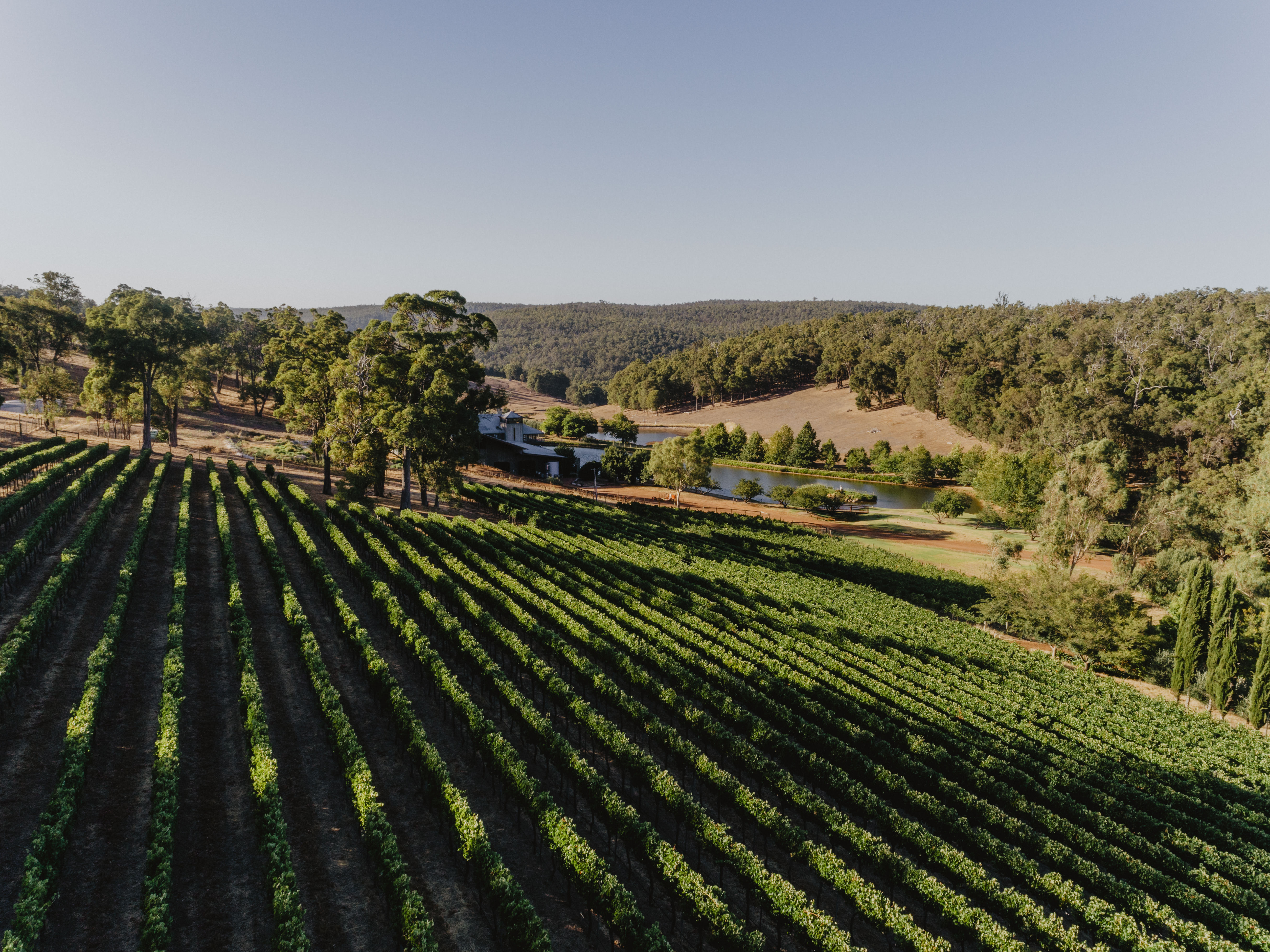 Vineyard and river view 